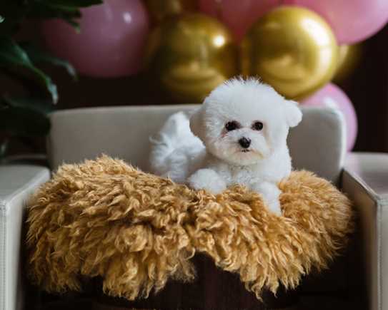 BICHON1