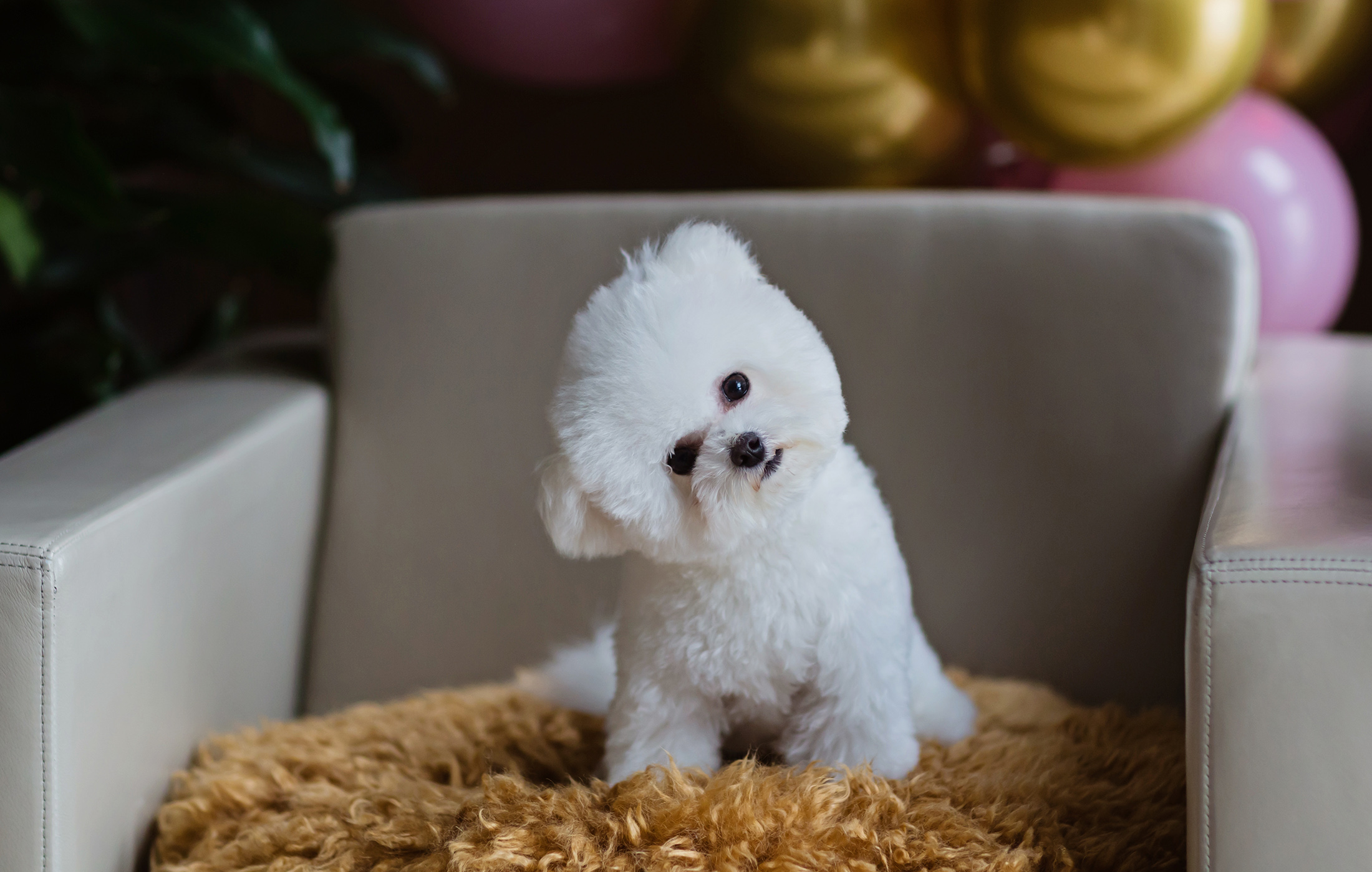 BICHON