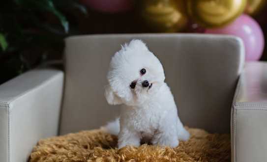 BICHON