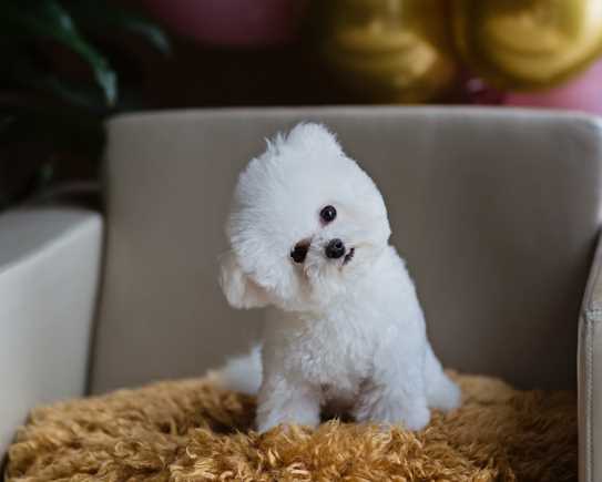 BICHON