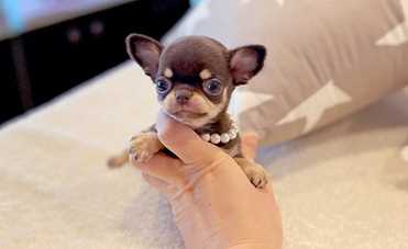 Chihuahua (10)