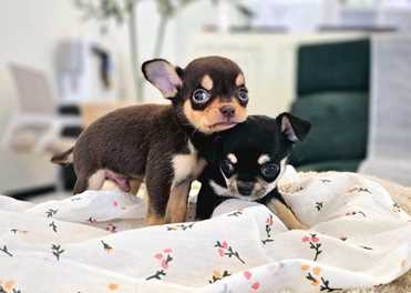 Chihuahua (16)