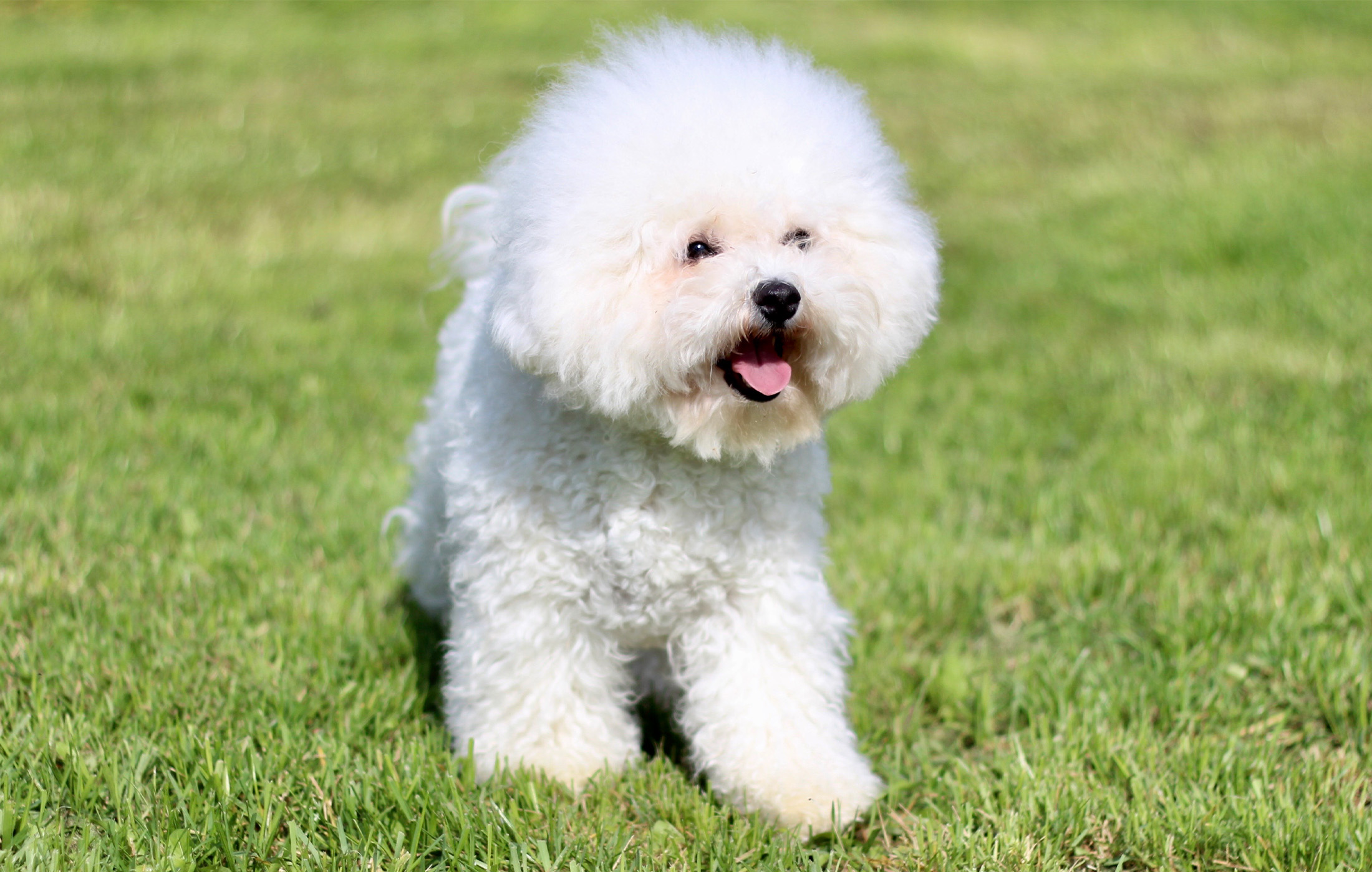 BICHON2