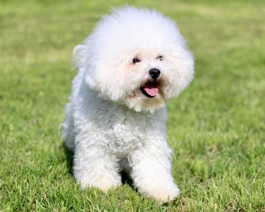 BICHON2