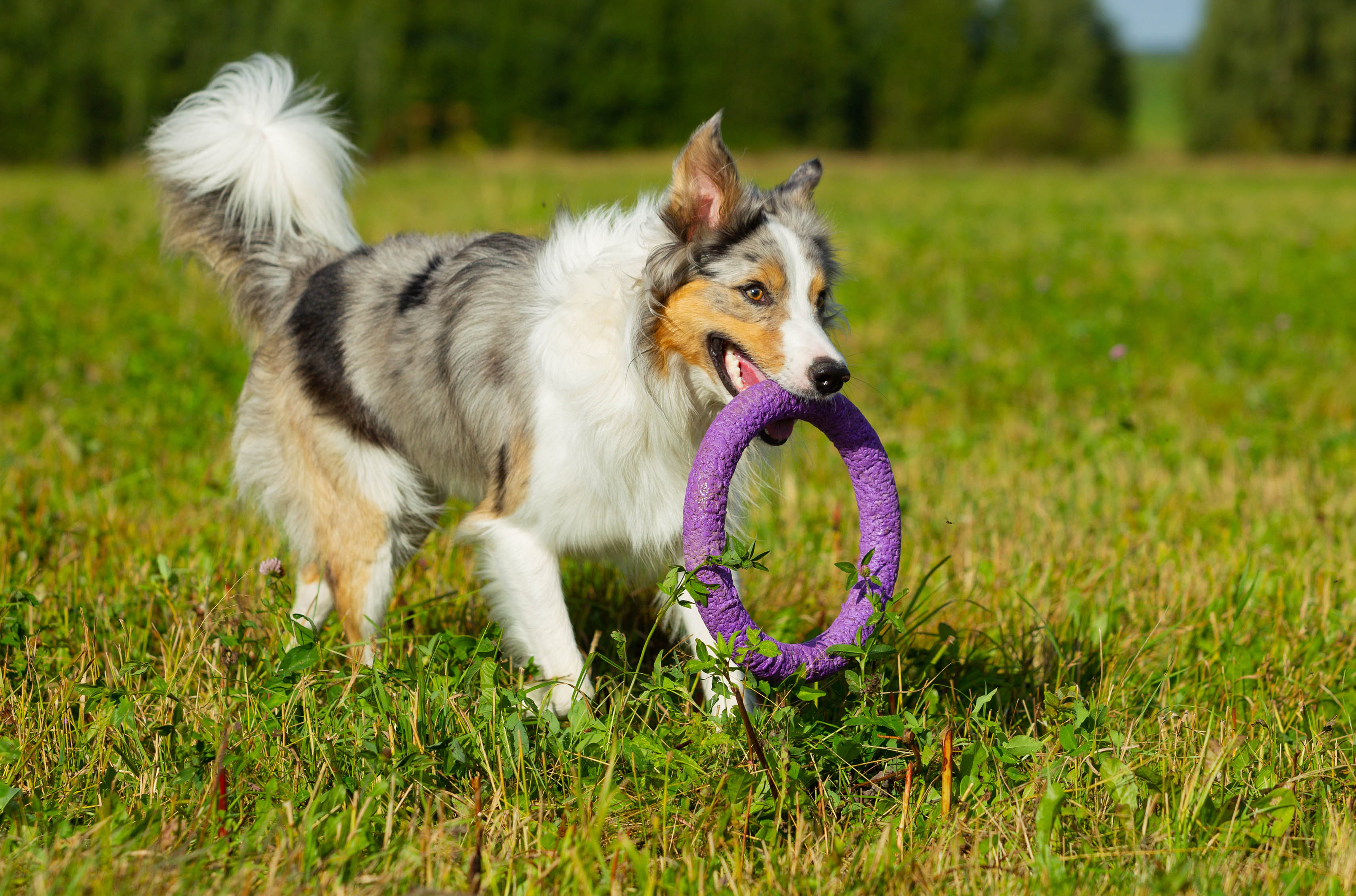 Border Collie