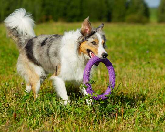 Border Collie