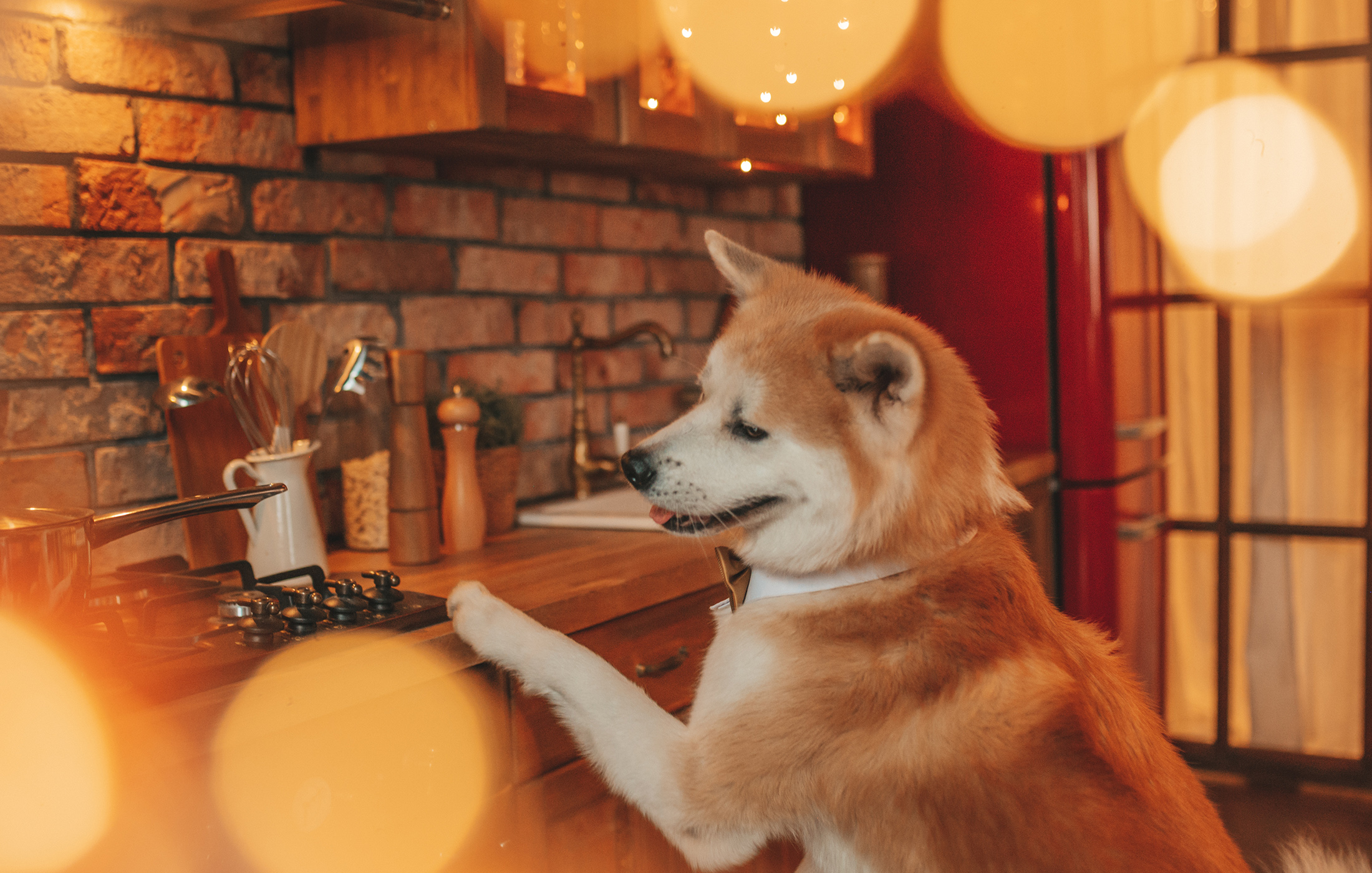 Akita