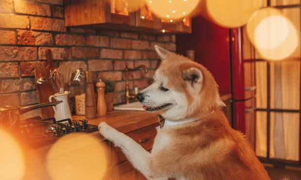 Akita