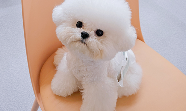 시흥강아지분양 (1)