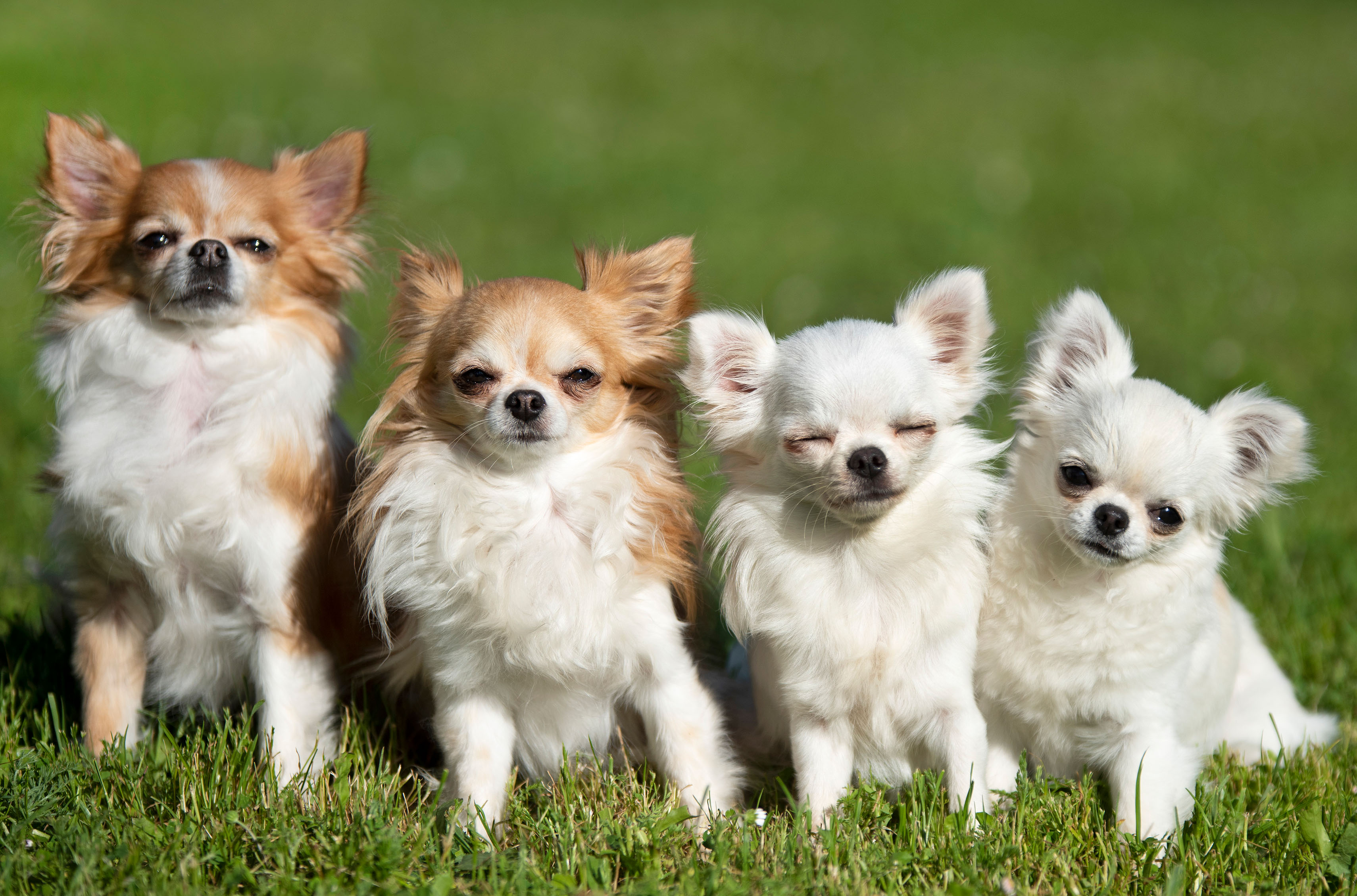 Chihuahua2