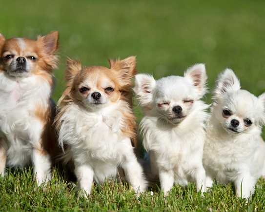 Chihuahua2
