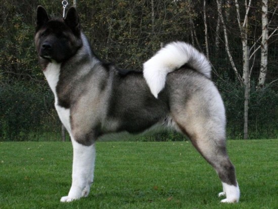 American Akita1