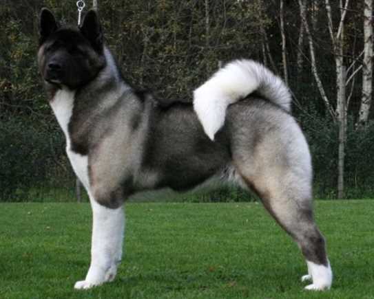 American Akita1