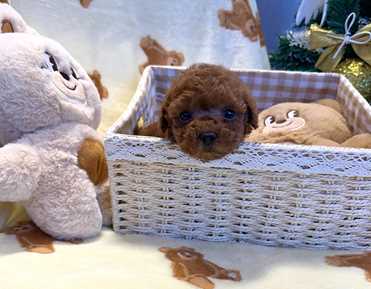 TOY POODLE (4)